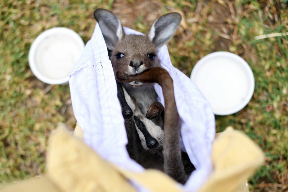 En kenguru blir tatt vare på av frivillige som jobber for å redde dyr som lider etter brannene i Australia i slutten av 2019 og begynnelsen av 2020. Mange dyr ble drept og andre ble svært svekket av tørke og brann.