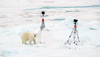 Bilde 3: Isbjørn kommer regelmessig på besøk når som Polarstern nærmer seg iskanten. Når dette skjer evakueres folk og utstyr fra isen for å sikre tryggleiken til både bjørn og menneske.