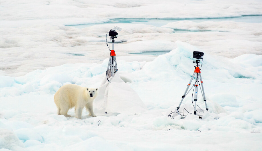Bilde 3: Isbjørn kommer regelmessig på besøk når som Polarstern nærmer seg iskanten. Når dette skjer evakueres folk og utstyr fra isen for å sikre tryggleiken til både bjørn og menneske.