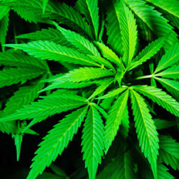 Cannabisplante. (Foto: iStockphoto) Cannabisplante. (Foto: iStockphoto)