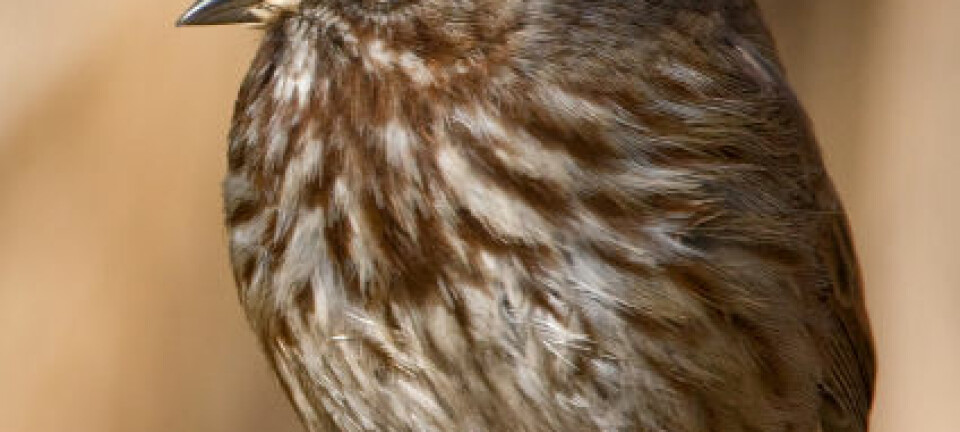 "Sangspurven er en av flere fuglearter som bedriver polyandri: de lever i monogame forhold, men har seg likevel med andre spurver på si. (Foto: Istockphoto)" iStockphoto