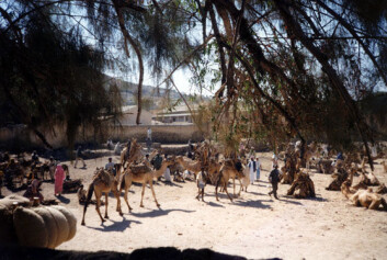 "Kamelmarkedet i Keren. Eritreisk økonomi er i dag hovedsaklig basert på landbruk. Foto: Christine Smith-Simonsen." "Kamelmarkedet i Keren. Eritreisk økonomi er i dag hovedsaklig basert på landbruk. Foto: Christine Smith-Simonsen."
