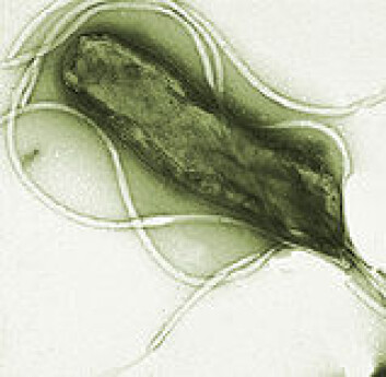 "Helicobacter pylori er et eksempel på en bakterie som har tilpasset seg mennesker. (Foto:Yutaka Tsutsumi)" "Helicobacter pylori er et eksempel på en bakterie som har tilpasset seg mennesker. (Foto:Yutaka Tsutsumi)"