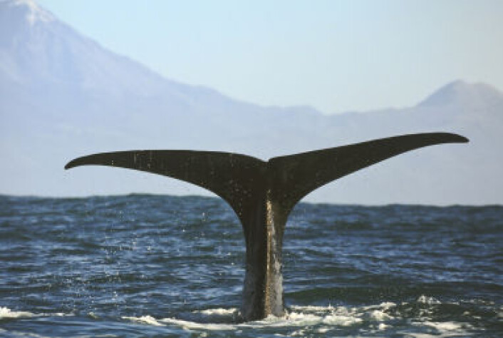 Engelskmannen fant klump av oppkast fra hval på stranden. (Foto: www.colourbox.com) Engelskmannen fant klump av oppkast fra hval på stranden. (Foto: www.colourbox.com)