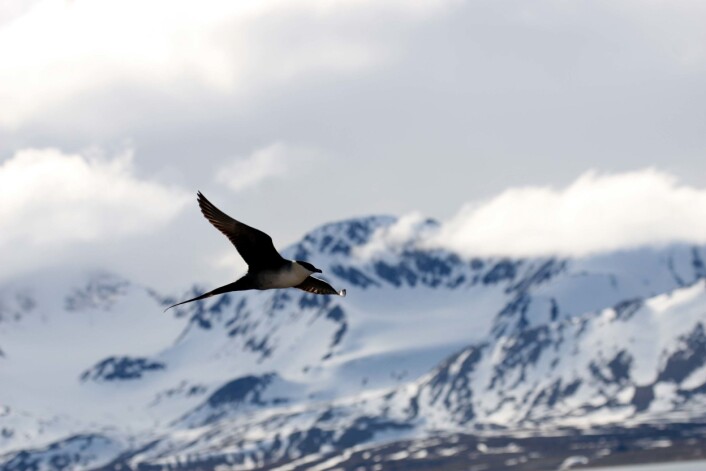 Ved hjelp av lysloggere klarte forskerne å følge fjelljoen fra hekkeplassene på Svalbard og Grønland til overvintringsområdene på den andre siden av jordkloden. (Foto: Børge Moe, Nina) Ved hjelp av lysloggere klarte forskerne å følge fjelljoen fra hekkeplassene på Svalbard og Grønland til overvintringsområdene på den andre siden av jordkloden. (Foto: Børge Moe, Nina)