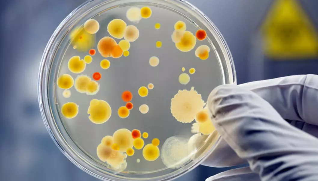 «CATCH & KILL» Skal kunne fange og drepe mikrober i luft og vann. Illustrasjonsfoto av luftbåren bakteriekultur i laboratorium.
