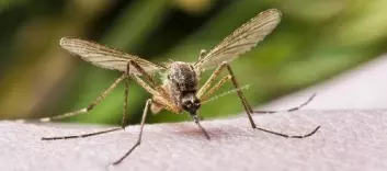 Insektmiddelet DEET, som blant annet finnes i mange myggsprayer, er ett av stoffene Skinner har forsket på. (Foto: Shutterstock)