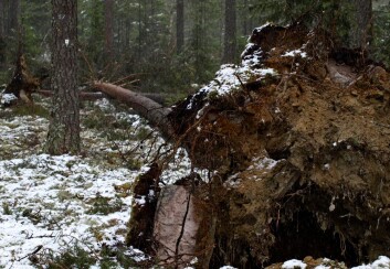 Ett av 16 furutrær som blåste ned i romjula 2011. Men feltet fortsetter å tjene skogforskningen. (Foto: Stig Støtvig, Skog og landskap) Ett av 16 furutrær som blåste ned i romjula 2011. Men feltet fortsetter å tjene skogforskningen. (Foto: Stig Støtvig, Skog og landskap)