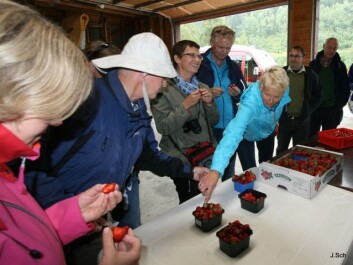 Smaking av årets jordbær under fagdag i Valldal. (Foto: Rune Vereide) Smaking av årets jordbær under fagdag i Valldal. (Foto: Rune Vereide)