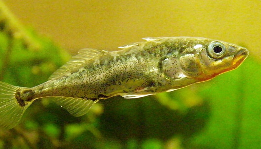 Forskere har «dopet ned» stingsild (Gasterosteus aculeatus) med «lykkepiller» og funnet ut at de da ikke reagerer på naturlige predatorer. Fiskens endring i adferd kan brukes til å påvise legemidler i vannmiljøer. Forskere har «dopet ned» stingsild (Gasterosteus aculeatus) med «lykkepiller» og funnet ut at de da ikke reagerer på naturlige predatorer. Fiskens endring i adferd kan brukes til å påvise legemidler i vannmiljøer.