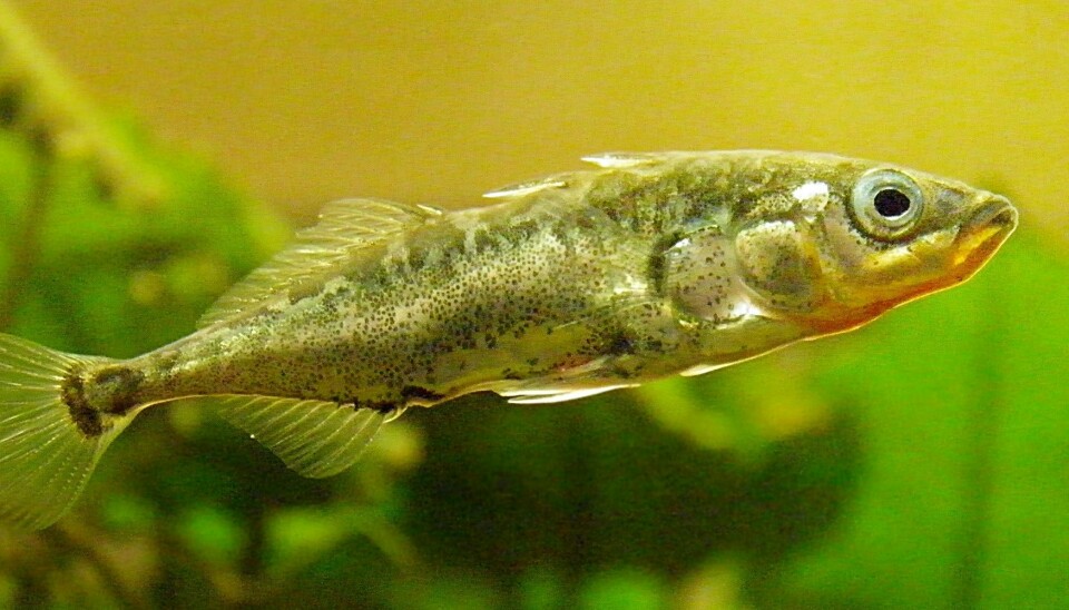Forskere har «dopet ned» stingsild (Gasterosteus aculeatus) med «lykkepiller» og funnet ut at de da ikke reagerer på naturlige predatorer. Fiskens endring i adferd kan brukes til å påvise legemidler i vannmiljøer.