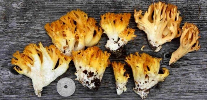 Aolkorallsopp, med det latinske navnet Ramaria flavobrunnescens. (Foto: Kristin Brandrud) Aolkorallsopp, med det latinske navnet Ramaria flavobrunnescens. (Foto: Kristin Brandrud)