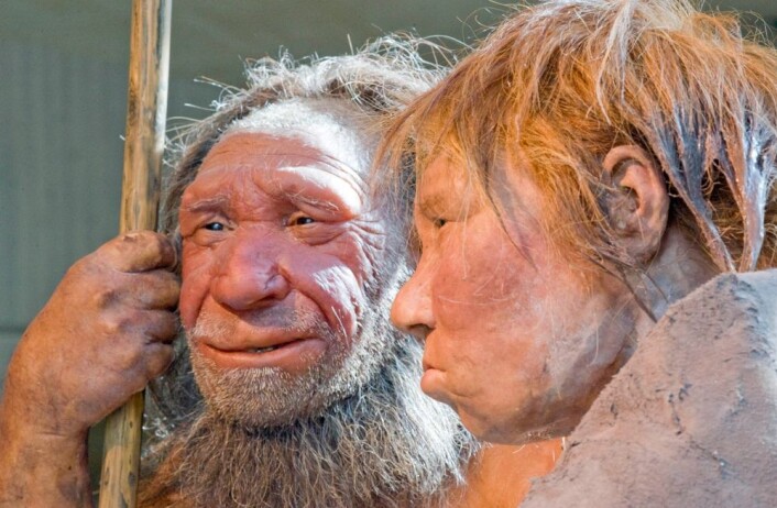Neandertalerne ”N” og ”Wilma” på Neanderthal Museum i Tyskland. ”M” er basert på et 40 000 år gammelt fossil. ”Wilma” er basert på et annet fossil som ligger i American museum of natural history in New York. (Foto: Martin Meissner, AP/Scanpix) Neandertalerne ”N” og ”Wilma” på Neanderthal Museum i Tyskland. ”M” er basert på et 40 000 år gammelt fossil. ”Wilma” er basert på et annet fossil som ligger i American museum of natural history in New York. (Foto: Martin Meissner, AP/Scanpix)