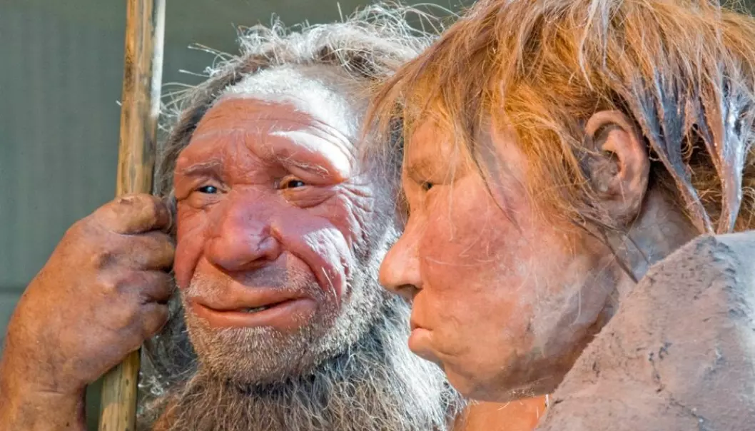 Neandertalerne ”N” og ”Wilma” på Neanderthal Museum i Tyskland. ”M” er basert på et 40 000 år gammelt fossil. ”Wilma” er basert på et annet fossil som ligger i American museum of natural history in New York. Martin Meissner, AP/Scanpix