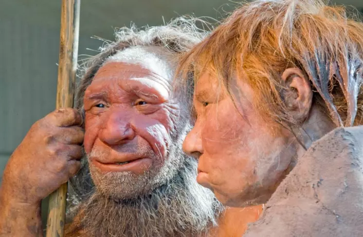 Neandertalerne ”N” og ”Wilma” på Neanderthal Museum i Tyskland. ”M” er basert på et 40 000 år gammelt fossil. ”Wilma” er basert på et annet fossil som ligger i American museum of natural history in New York. (Foto: Martin Meissner, AP/Scanpix)