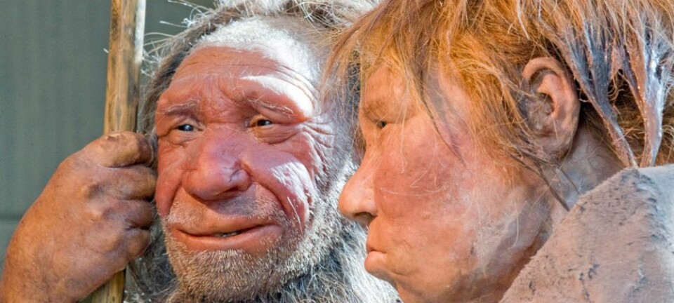 Neandertalerne ”N” og ”Wilma” på Neanderthal Museum i Tyskland. ”M” er basert på et 40 000 år gammelt fossil. ”Wilma” er basert på et annet fossil som ligger i American museum of natural history in New York. Martin Meissner, AP/Scanpix