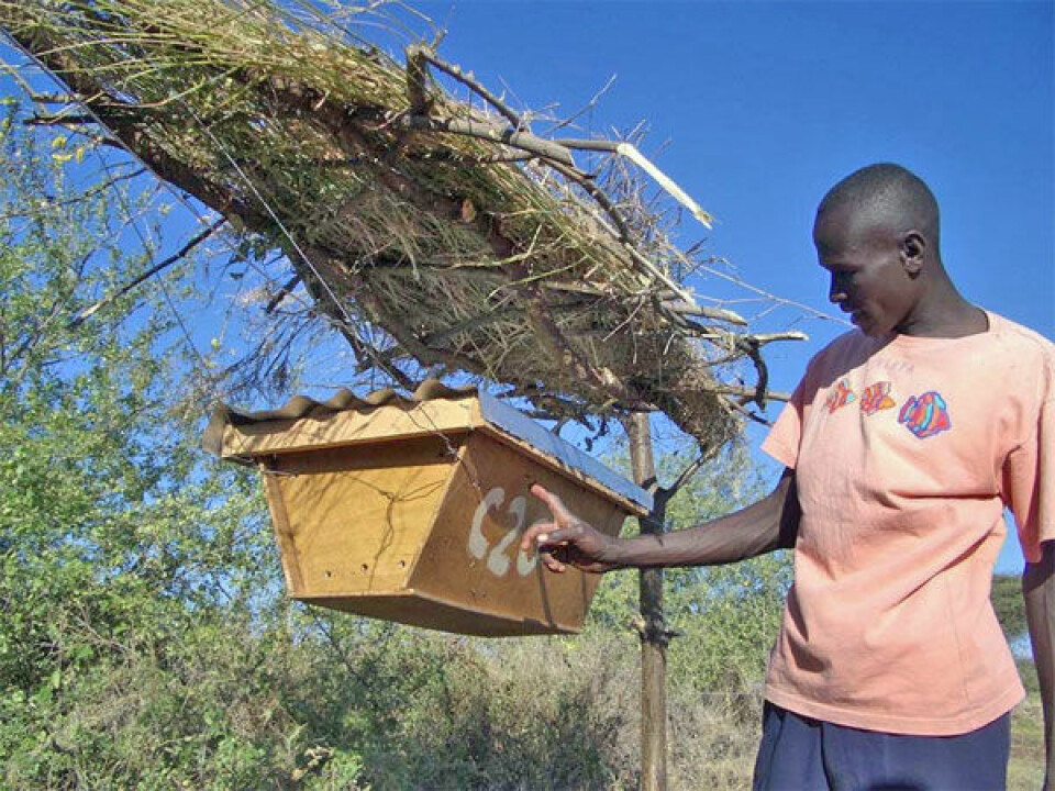 En av bøndene, kjent som Pastoren, i landsbyen Chumviyere, inspiserer en av de hengende bikubene som inngår i et av bi-gjerdene. (Foto: Save the Elephants)