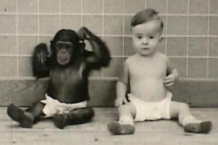 Donald fikk apen Gua som søster da han var ti måneder gammel. Sjimpansen til venstre. (Foto: Pennsylvania State Univ.)