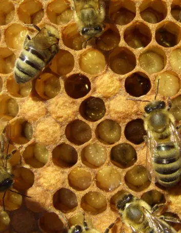 Voksne ammebier mater bie-babyene (kalt larver) med utblandet dronning-gele som de lager i hodekjertlene sine. Ammebiene har mye fett og proteiner i kroppen og er godt tilpasset livet som matlagere og pleiere. (Foto: Bente Smedal)