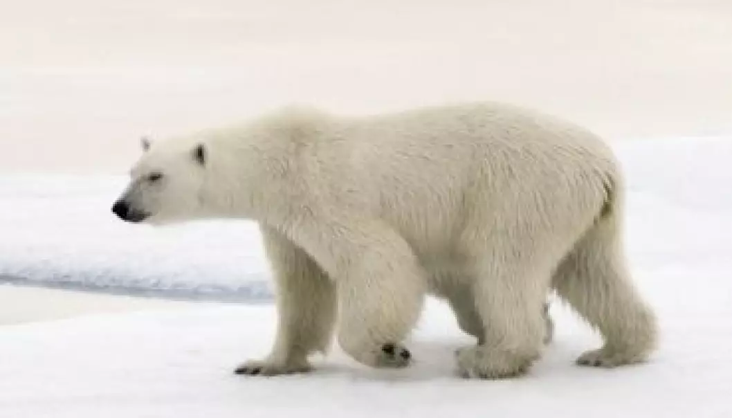 Høyt innhold av kvikksølv hos isbjørn i Canada