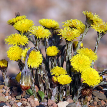 Hestehoven blir 5–20 cm høy, vokser på næringsrik jord og blomstrer i mars til mai. (Foto: Andreas Trepte/Wikimedia Commons) Hestehoven blir 5–20 cm høy, vokser på næringsrik jord og blomstrer i mars til mai. (Foto: Andreas Trepte/Wikimedia Commons)