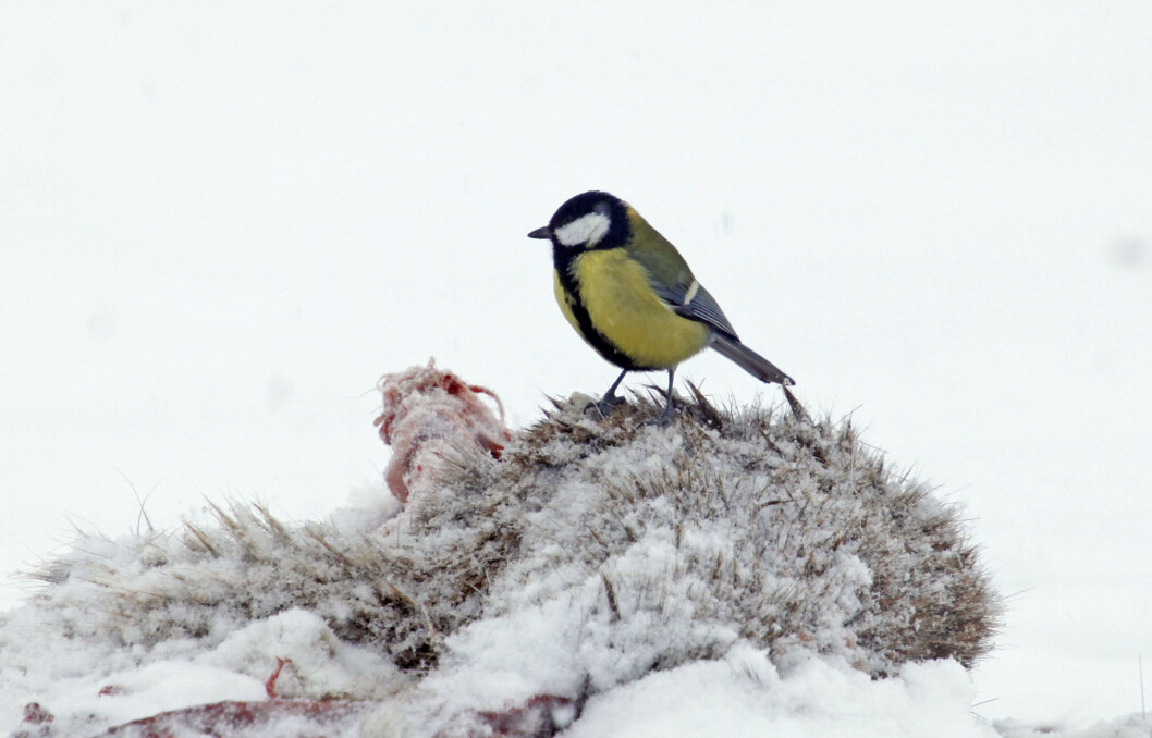 Kjøttmeis (Parus major) lever opp til navnet og fant mat på dette revekadavret utenfor Molde. Da ørnene forsvant dukket kjøttmeisen opp. (Foto: Hans Petter Kristoffersen / Skog og landskap) Kjøttmeis (Parus major) lever opp til navnet og fant mat på dette revekadavret utenfor Molde. Da ørnene forsvant dukket kjøttmeisen opp. (Foto: Hans Petter Kristoffersen / Skog og landskap)