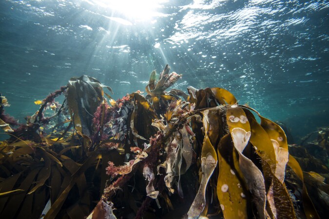 En frodig tareskog er bokstavelig talt grobunn for mye liv i havet. En frodig tareskog er bokstavelig talt grobunn for mye liv i havet.