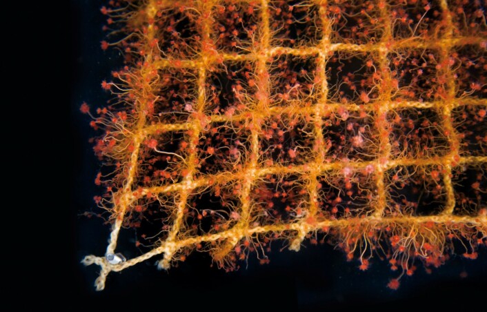 Slik ser de små krypene ut når de trives på nøtene. (Foto: Sintef) Slik ser de små krypene ut når de trives på nøtene. (Foto: Sintef)