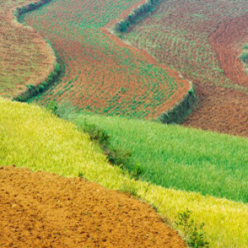 Kinesisk hveteåker. Kina har et voldsomt nitrogen-problem. (Foto: Shutterstock) Kinesisk hveteåker. Kina har et voldsomt nitrogen-problem. (Foto: Shutterstock)