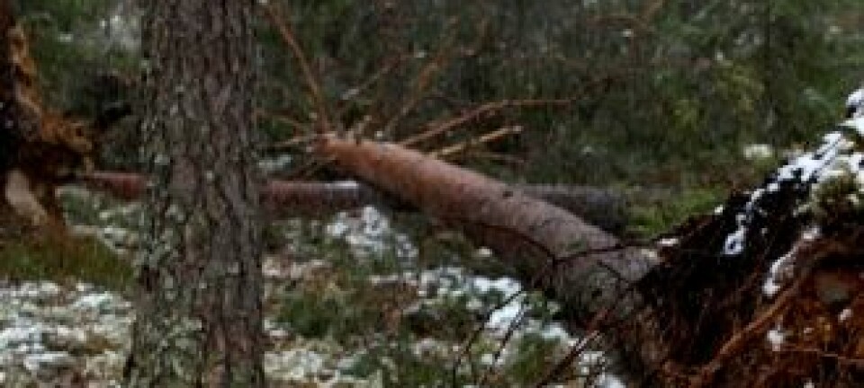 Ett av 16 furutrær som blåste ned i romjula 2011. Men feltet fortsetter å tjene skogforskningen. Stig Støtvig, Skog og landskap