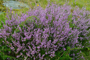 Røsslyng (Calluna vulgaris). (Foto: Morten Günther) Røsslyng (Calluna vulgaris). (Foto: Morten Günther)