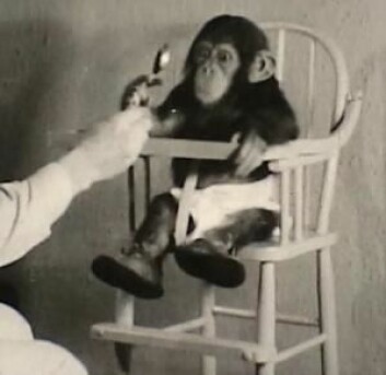 Barn og ape ble utsatt for mange forskjellige tester. Her finner forskerne ut hvordan Gua strekker seg ut etter en skje. (Foto: Pennsylvania State Univ.)