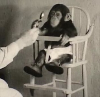 Barn og ape ble utsatt for mange forskjellige tester. Her finner forskerne ut hvordan Gua strekker seg ut etter en skje. (Foto: Pennsylvania State Univ.) Barn og ape ble utsatt for mange forskjellige tester. Her finner forskerne ut hvordan Gua strekker seg ut etter en skje. (Foto: Pennsylvania State Univ.)