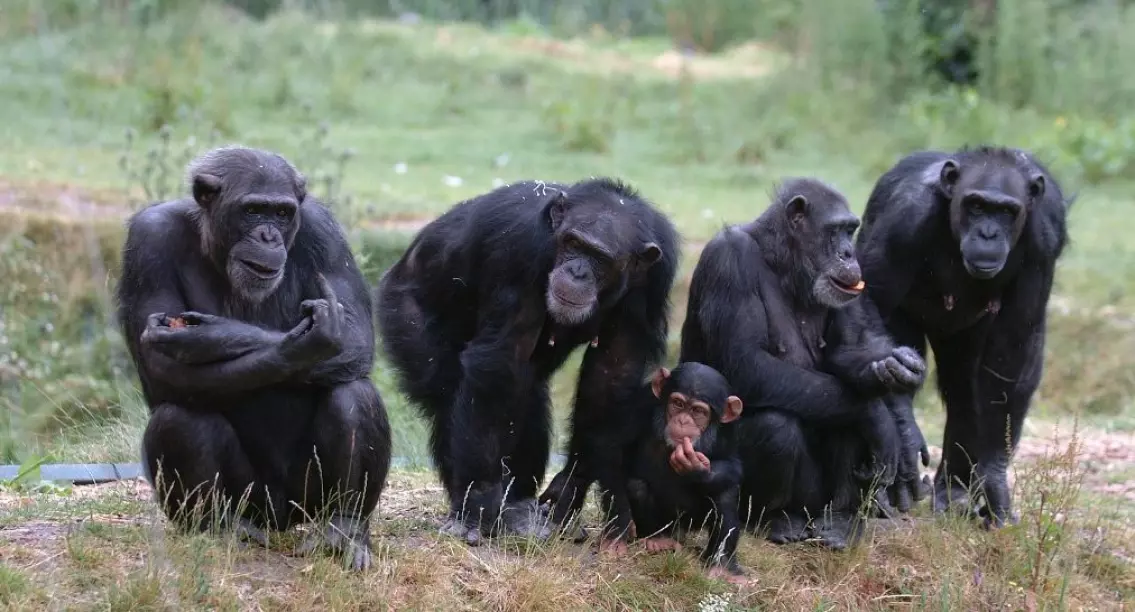 I og med at sjimpanser har seg med alle i flokken, har hannene utviklet nye måter å sikre at avkommet som lages faktisk er deres eget. (Illustrasjonsfoto: Colourbox)
