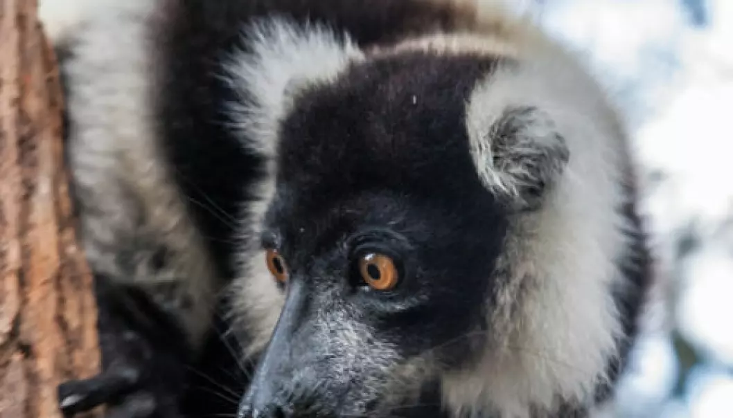 Lemurer med egen barnehage