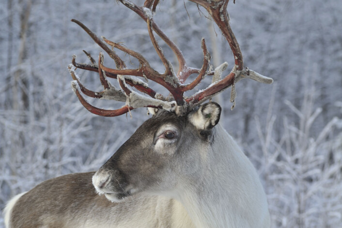 Er det for mye miljøgift i rein langs russergrensen – og bryr folk seg om det? Det er to av spørsmålene som Kolarctic-prosjektet vil finne svar på nå. (Foto: Colourbox) Er det for mye miljøgift i rein langs russergrensen – og bryr folk seg om det? Det er to av spørsmålene som Kolarctic-prosjektet vil finne svar på nå. (Foto: Colourbox)