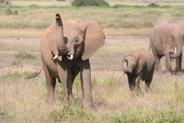 "Elefanter i Kenya får ferten av folk. I følge britiske forskere bruker dyrene både lukt- og synssans til å skille mellom mennesker. (Foto: Richard Byrne, University of St. Andrews)." "Elefanter i Kenya får ferten av folk. I følge britiske forskere bruker dyrene både lukt- og synssans til å skille mellom mennesker. (Foto: Richard Byrne, University of St. Andrews)."