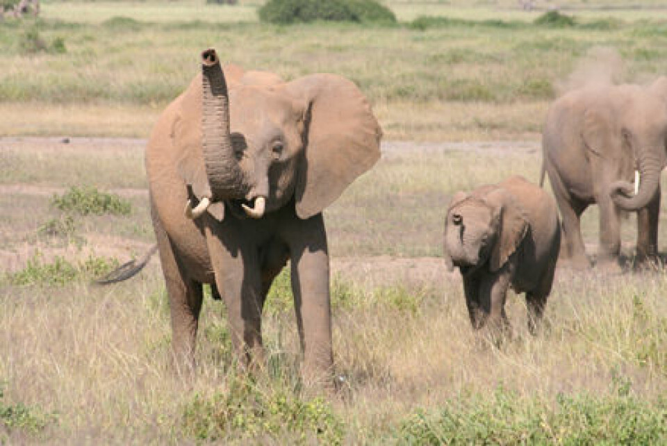'Elefanter i Kenya får ferten av folk. I følge britiske forskere bruker dyrene både lukt- og synssans til å skille mellom mennesker. (Foto: Richard Byrne, University of St. Andrews).'
