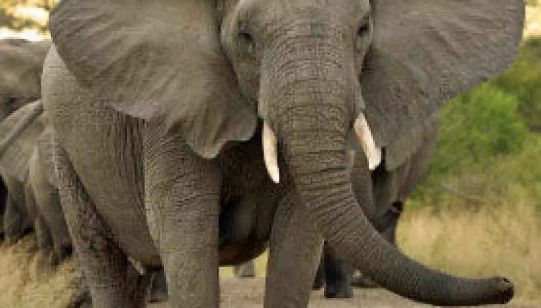 Bi-gjerder holder elefanter unna