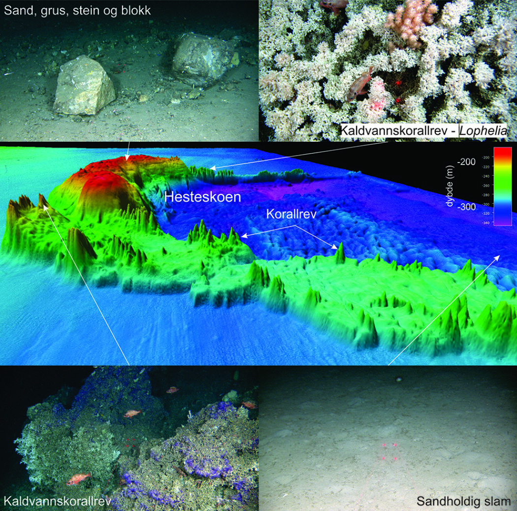 3D bunnterrengdata viser Hesteskoen med tilgrensende masseopprinnelse ("<i>hill-hole pair</i>”). Bunnterrengdata innsamlet av Kartverket/Mareano, samt foto fra videolinjer filmet under pågående Mareano-tokt på sokkelen utenfor Midt-Norge. 10 cm mellom de røde laserpunktene. Videofoto: Mareano 3D bunnterrengdata viser Hesteskoen med tilgrensende masseopprinnelse ("<i>hill-hole pair</i>”). Bunnterrengdata innsamlet av Kartverket/Mareano, samt foto fra videolinjer filmet under pågående Mareano-tokt på sokkelen utenfor Midt-Norge. 10 cm mellom de røde laserpunktene. Videofoto: Mareano