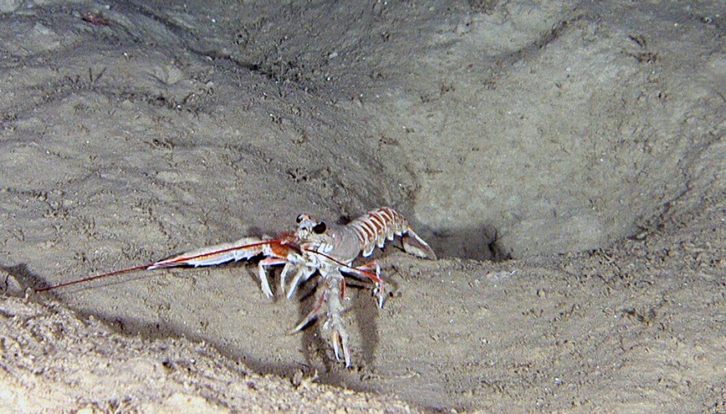 Arter som graver huler trives best i finkornige bunnsedimenter. Bildet fra 230 meters dyp på Trænabanken viser sjøkrepsen Nephrops norvegicus, som nettopp har tatt seg forsiktig ut av sin utgravde hule for å ta Mareanos videorigg nærmere i øyensyn. Videofoto: Mareano Arter som graver huler trives best i finkornige bunnsedimenter. Bildet fra 230 meters dyp på Trænabanken viser sjøkrepsen Nephrops norvegicus, som nettopp har tatt seg forsiktig ut av sin utgravde hule for å ta Mareanos videorigg nærmere i øyensyn. Videofoto: Mareano