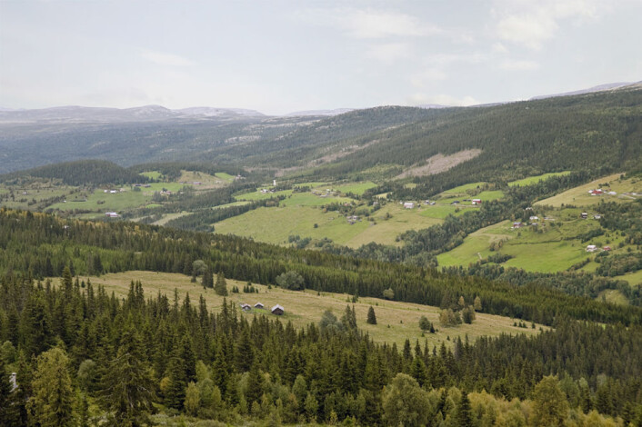 Slik ser kulturlandskapet i Gudbrandsdalen ut i dag, med gardsdrift. (Foto: Anders Bryn) Slik ser kulturlandskapet i Gudbrandsdalen ut i dag, med gardsdrift. (Foto: Anders Bryn)