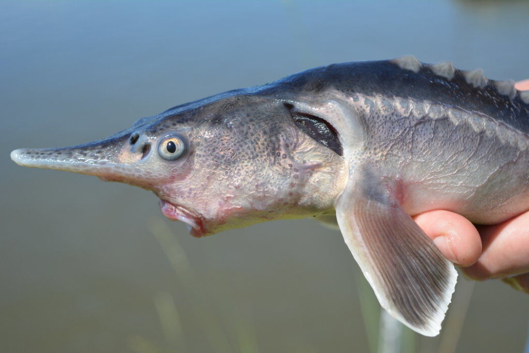 En sturddlefish - avkommet fra en amerikansk spadestør og en russisk stør. Artene har felles stamfisk, men har utviklet seg adskilt gjennom millioner av år. En sturddlefish - avkommet fra en amerikansk spadestør og en russisk stør. Artene har felles stamfisk, men har utviklet seg adskilt gjennom millioner av år.