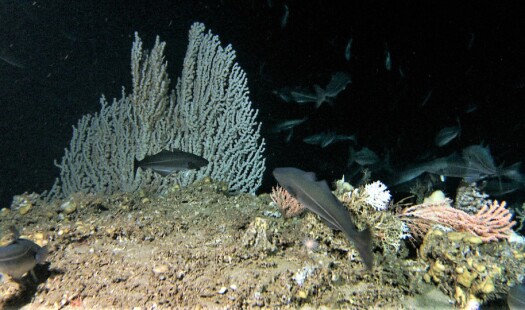 Fisk og korallrev på Sklinnabanken