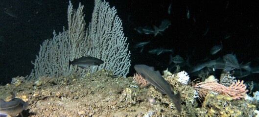 Fisk og korallrev på Sklinnabanken