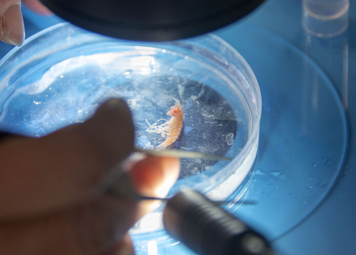 Krepsdyret krill lever i stor grad av planteplankton. Selv er de viktig føde for større dyr som fisk, sjøfugler, sel og hval. Krepsdyret krill lever i stor grad av planteplankton. Selv er de viktig føde for større dyr som fisk, sjøfugler, sel og hval.