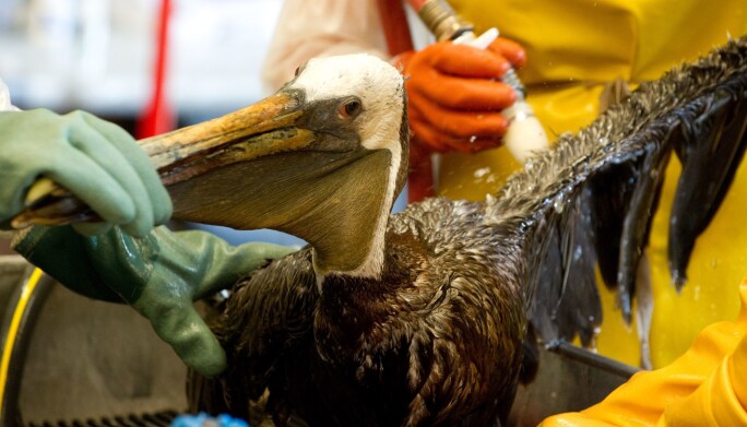 Utslippet fra Deepwater Horizonulykken påvirket livet i havet og hundrevis av fugler slik som denne pelikanen. Utslippet fra Deepwater Horizonulykken påvirket livet i havet og hundrevis av fugler slik som denne pelikanen.
