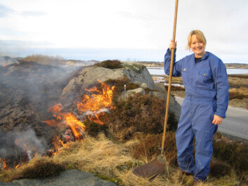 Liv Guri Velle svir lyng på Smøla. (Foto: Bioforsk) Liv Guri Velle svir lyng på Smøla. (Foto: Bioforsk)
