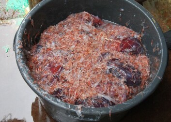 Det er en god dag for bioakustikerne: Det var krill - og en god del maneter - i trålen. (Foto: Hanne Østli Jakobsen) Det er en god dag for bioakustikerne: Det var krill - og en god del maneter - i trålen. (Foto: Hanne Østli Jakobsen)