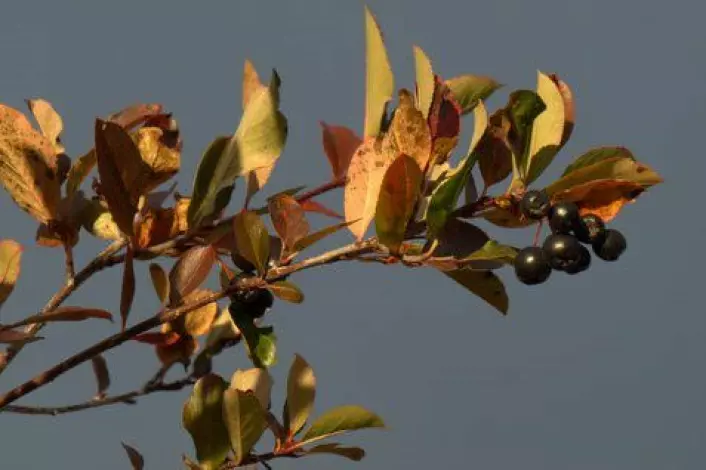 Svartsurbær er modne i september. (Foto: Susanne Friis Pedersen)